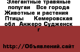 Элегантные травяные попугаи - Все города Животные и растения » Птицы   . Кемеровская обл.,Анжеро-Судженск г.